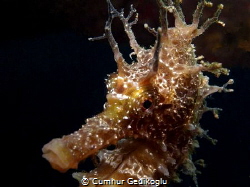 Hippocampus guttulatus
Speckled Seahorse by Cumhur Gedikoglu 